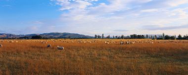 New Zealand Pasture Sheep Dusk Panoramic Scenery
