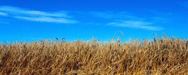Golden Ripe Wheat Field Under Clear Blue Sky Panoramic Scenery