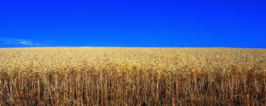 Golden Harvest Wheat Field Under Clear Blue Sky Panorama