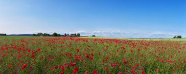 Nordic Summer Country Poppy Field Panoramic Scenery