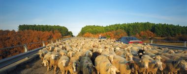 Autumn Rural Road Sheep Herd Blocking Traffic Scene