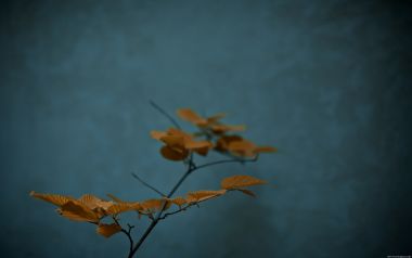 暗调蓝背景秋日暖黄枝叶禅意特写壁纸