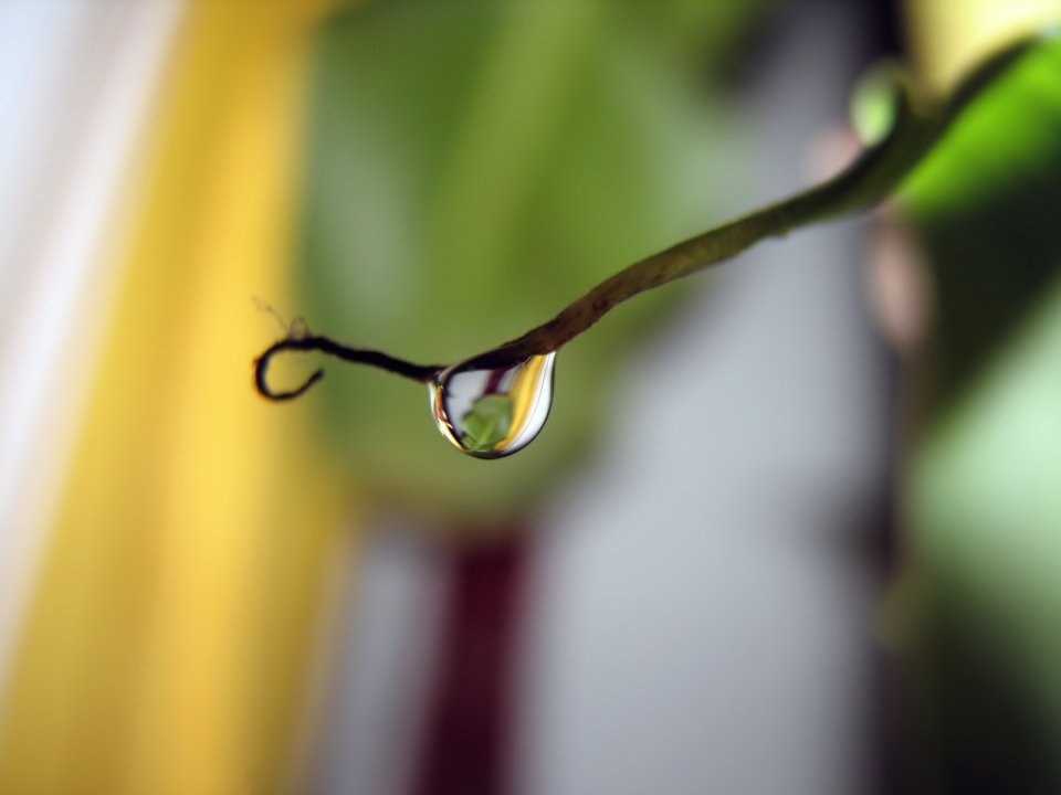 02_Vista_plant_wallpaper_v_plants2_001