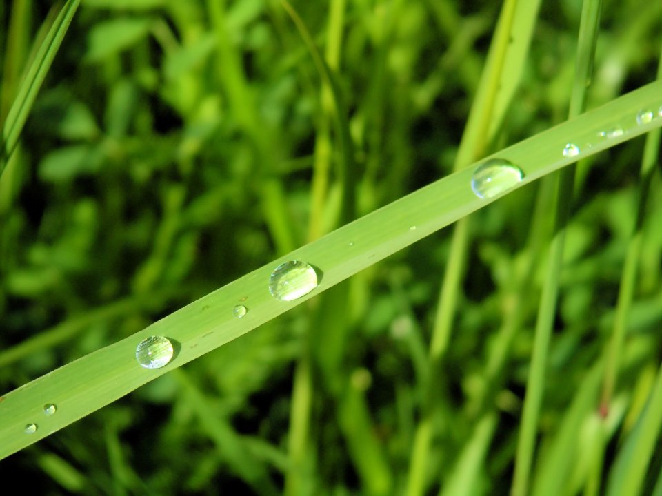 02_Vista_plant_wallpaper_v_plants2_003