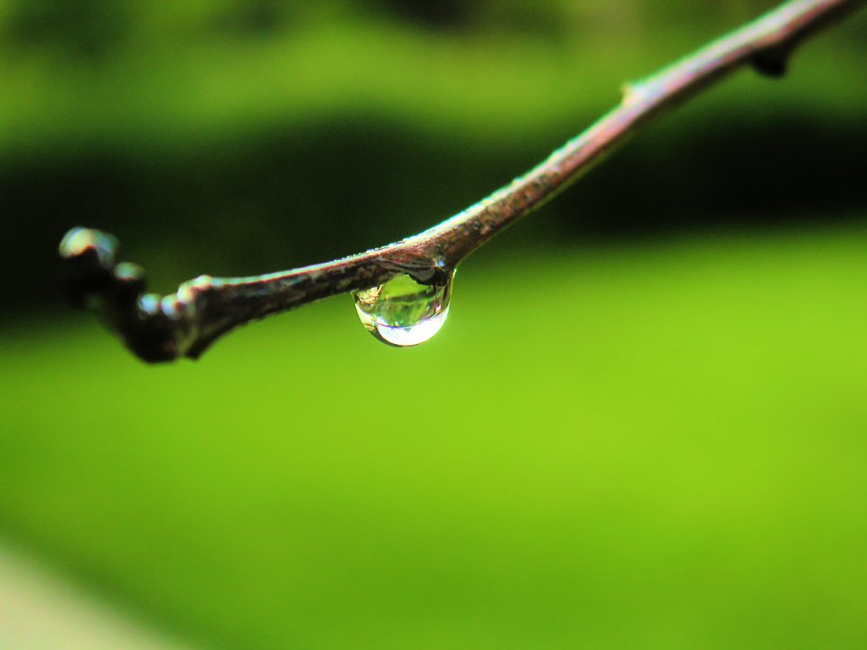 02_Vista_plant_wallpaper_v_plants2_004