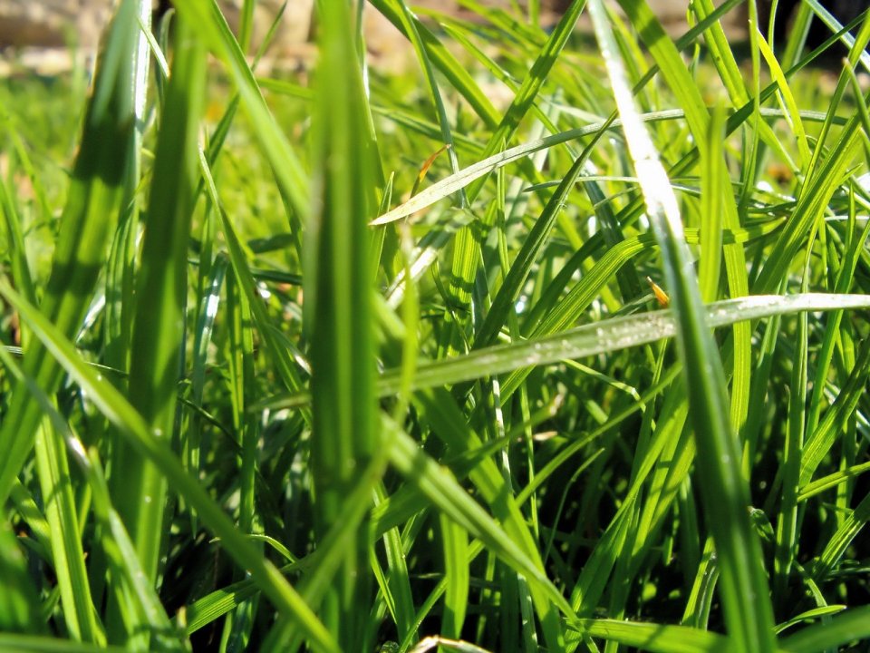 Fresh Green Grass Macro Closeup Under Bright Sunlight