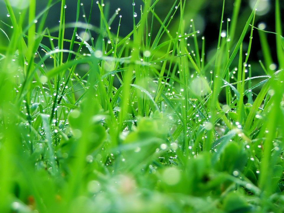 02_Vista_plant_wallpaper_v_plants2_007