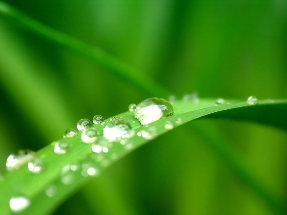 02_Vista_plant_wallpaper_v_plants2_008