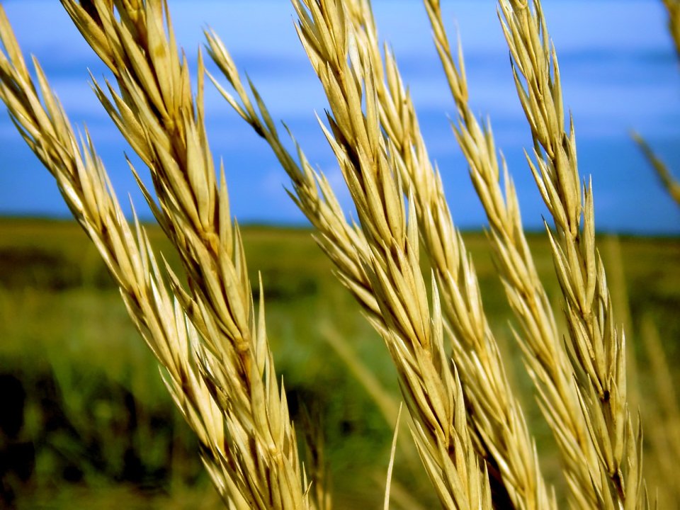 02_Vista_plant_wallpaper_v_plants2_009