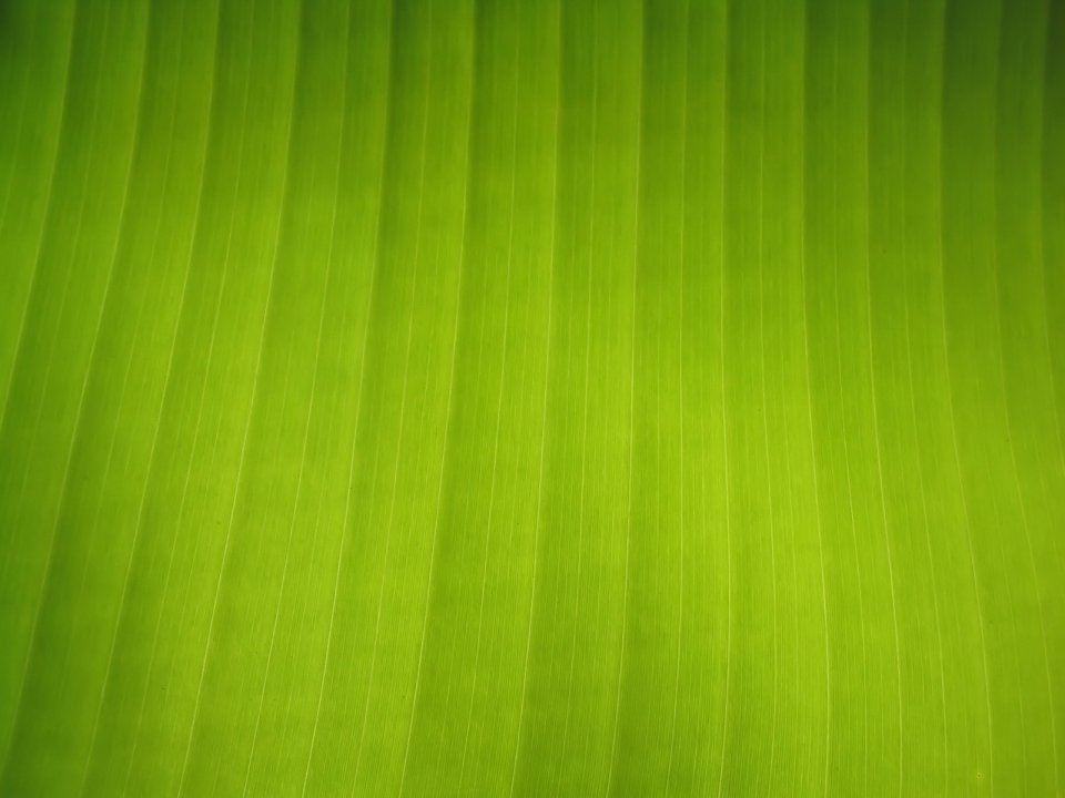 02_Vista_plant_wallpaper_v_plants2_012