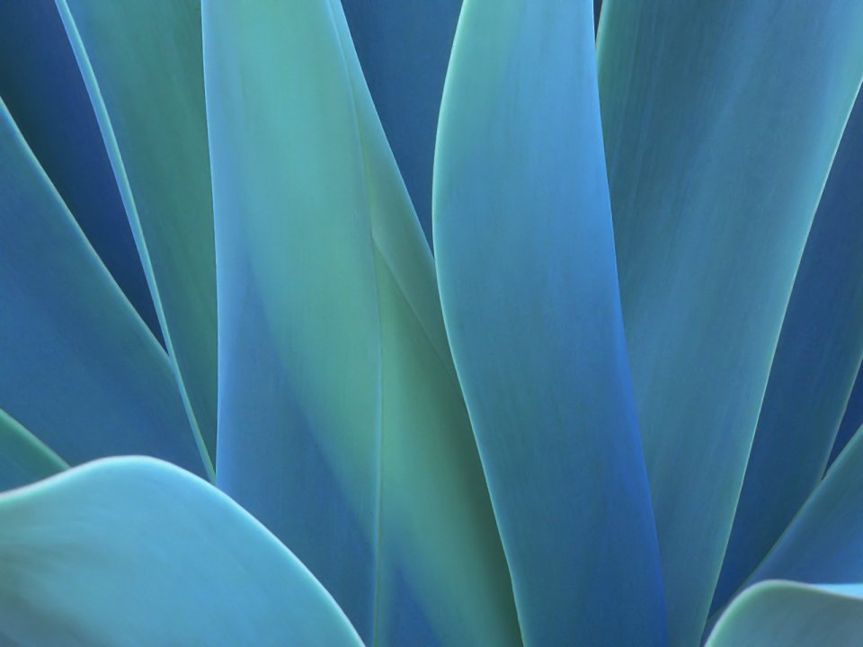 02_Vista_plant_wallpaper_v_plants2_013
