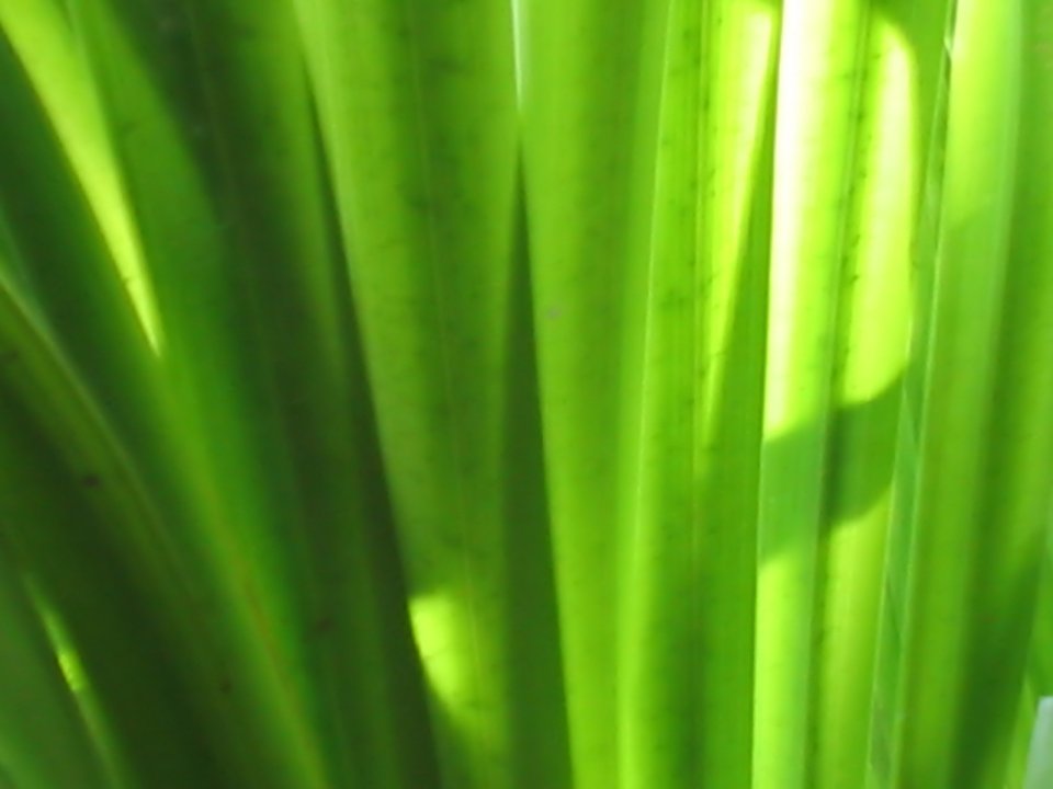 02_Vista_plant_wallpaper_v_plants2_015