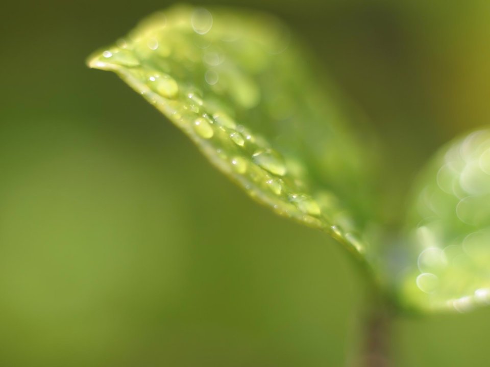 02_Vista_plant_wallpaper_v_plants2_019