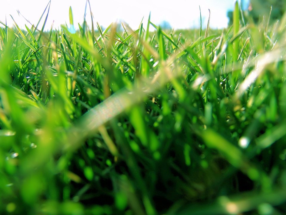 02_Vista_plant_wallpaper_v_plants2_022