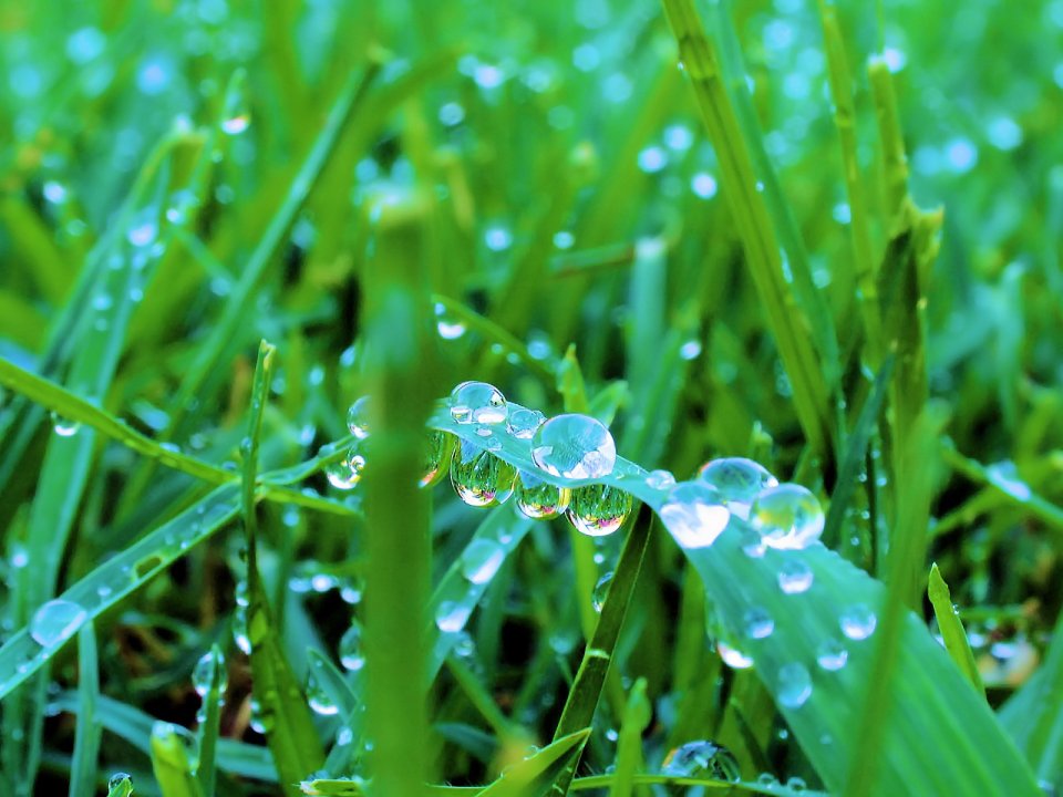 02_Vista_plant_wallpaper_v_plants2_025