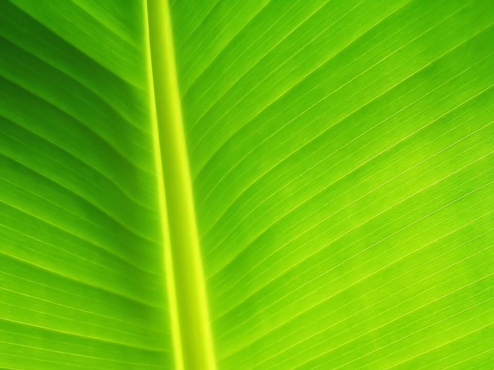 02_Vista_plant_wallpaper_v_plants2_027