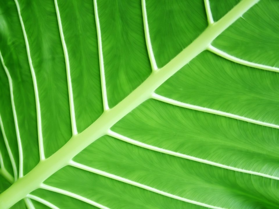 02_Vista_plant_wallpaper_v_plants2_029