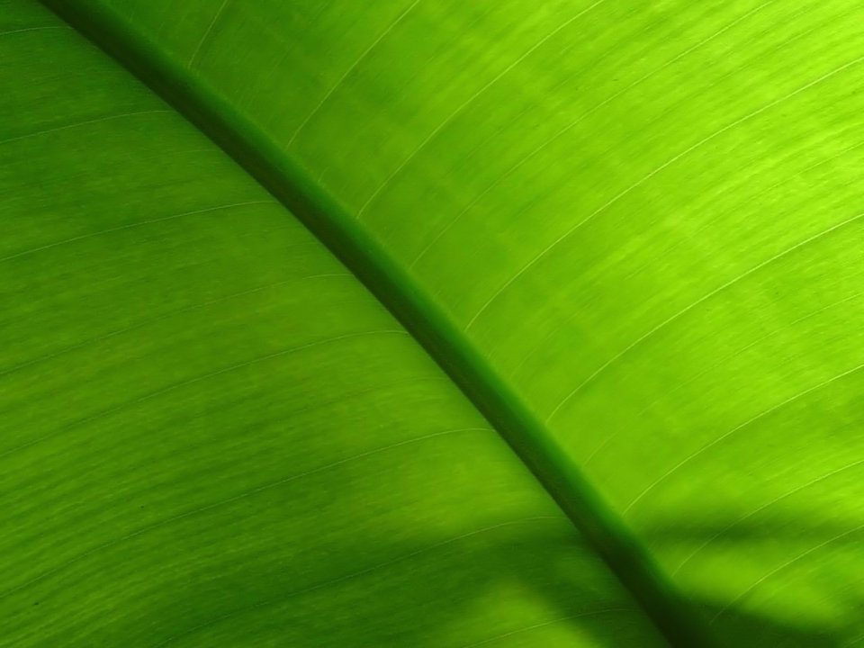 02_Vista_plant_wallpaper_v_plants2_031