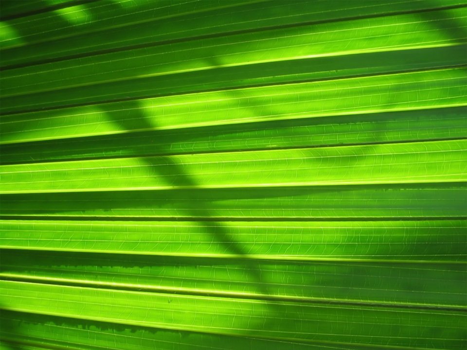 02_Vista_plant_wallpaper_v_plants2_032