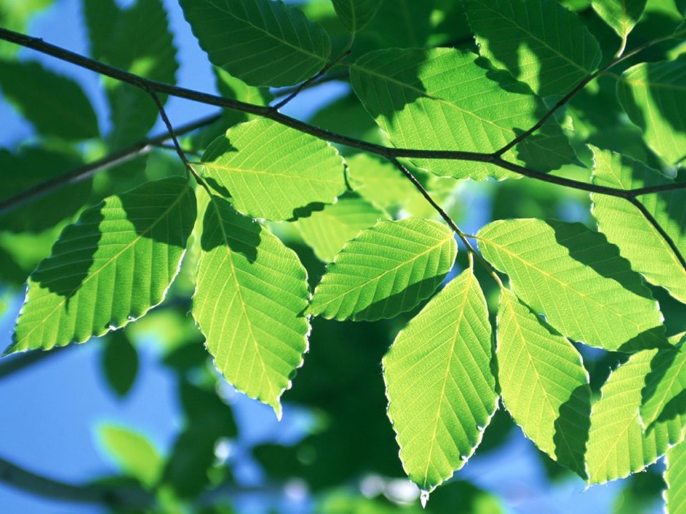 Sunlit Translucent Green Beech Leaves Blue Sky Closeup Wallpaper