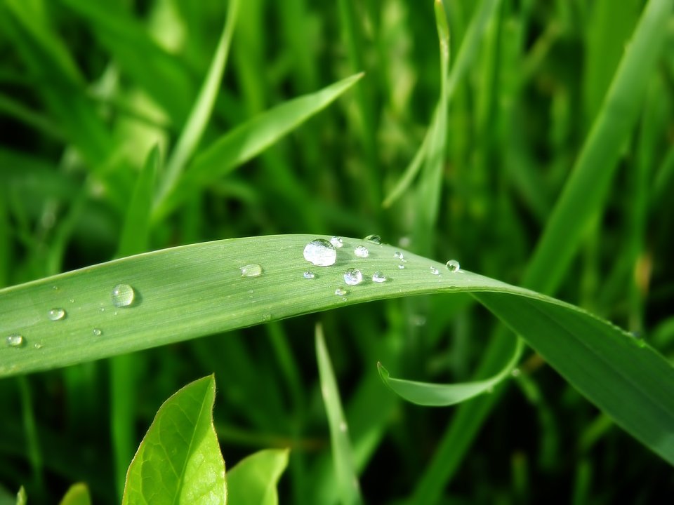 02_Vista_plant_wallpaper_vplants_001