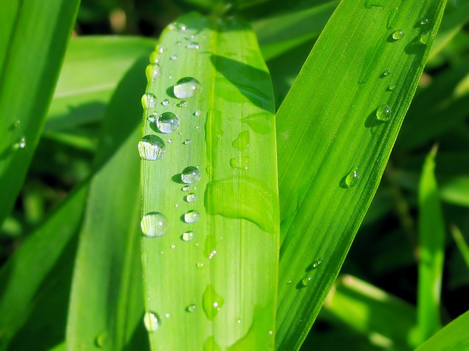 02_Vista_plant_wallpaper_vplants_002