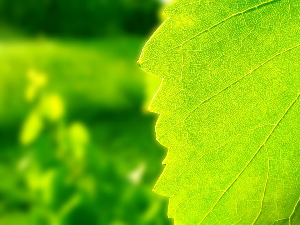 03_Vista_plant_wallpaper_vplants_003