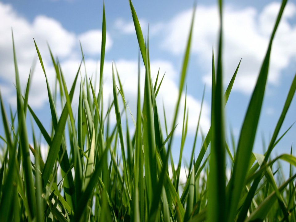 03_Vista_plant_wallpaper_vplants_004