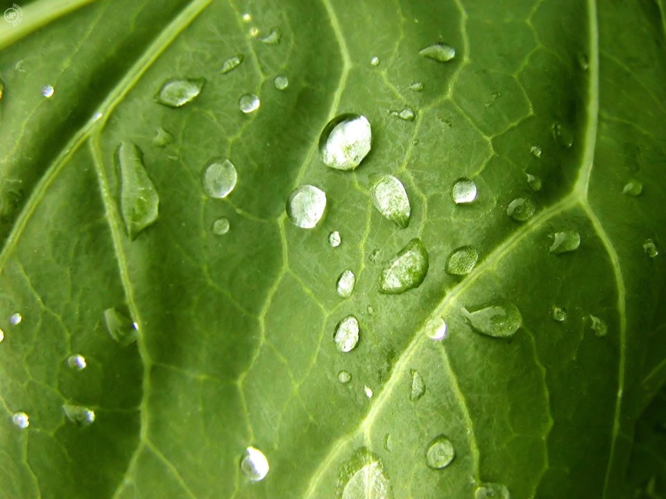 03_Vista_plant_wallpaper_vplants_007