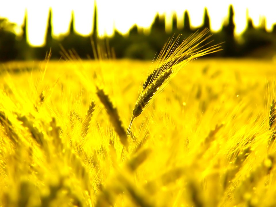 03_Vista_plant_wallpaper_vplants3_002
