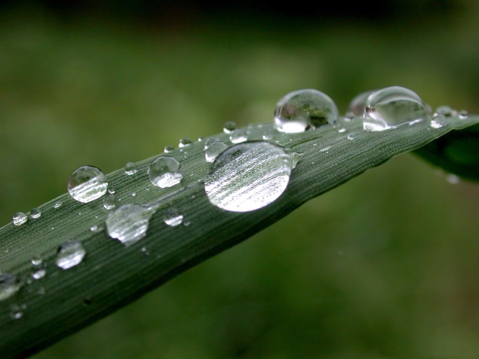 03_Vista_plant_wallpaper_vplants3_003