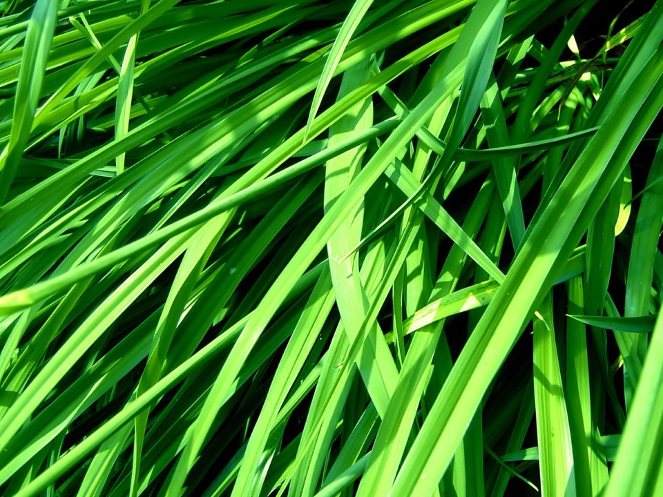 03_Vista_plant_wallpaper_vplants3_004