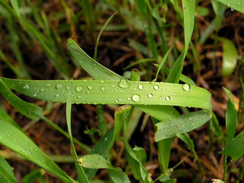 03_Vista_plant_wallpaper_vplants3_005