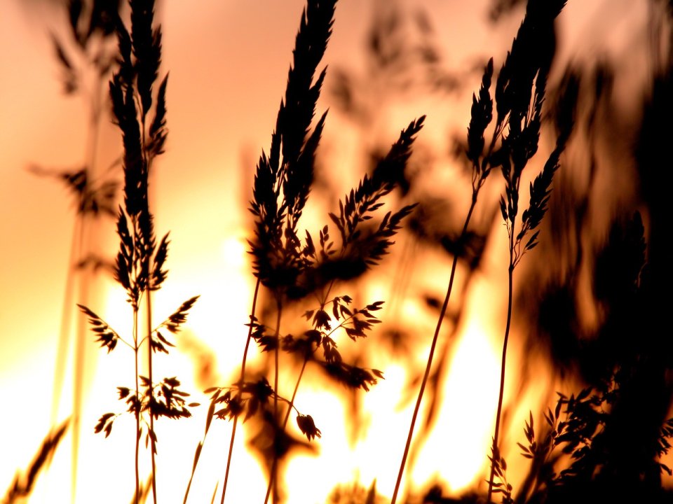 03_Vista_plant_wallpaper_vplants3_006