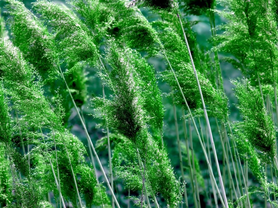 03_Vista_plant_wallpaper_vplants3_007