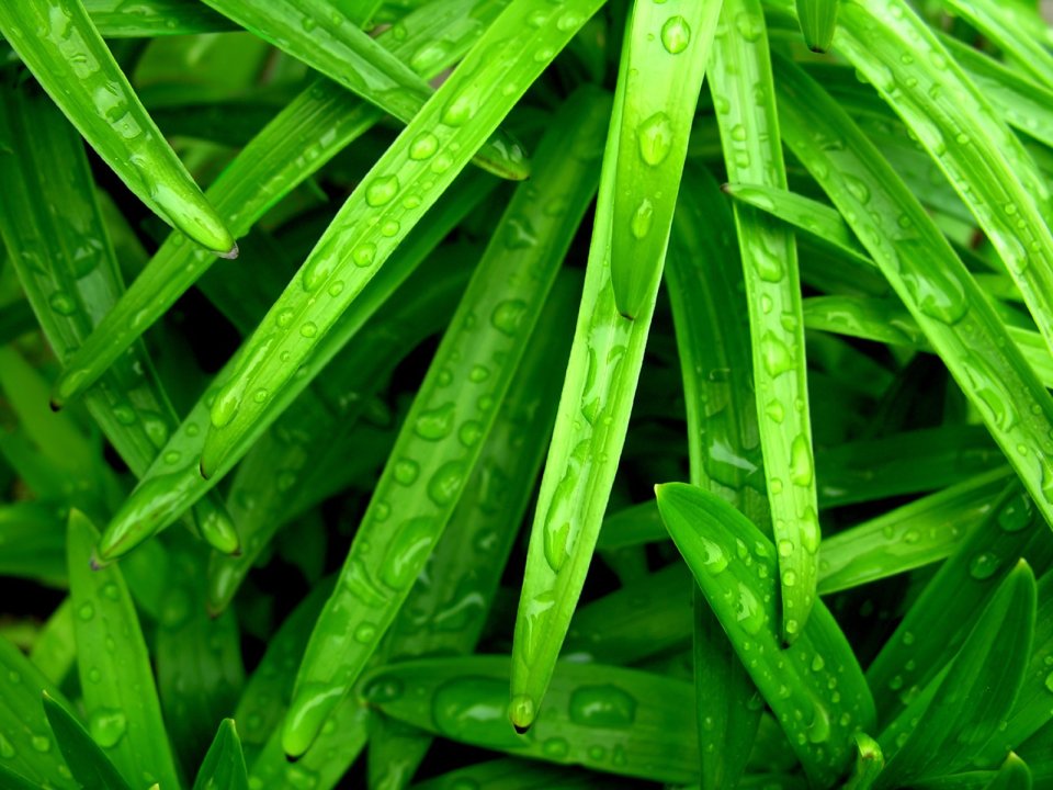 03_Vista_plant_wallpaper_vplants3_009