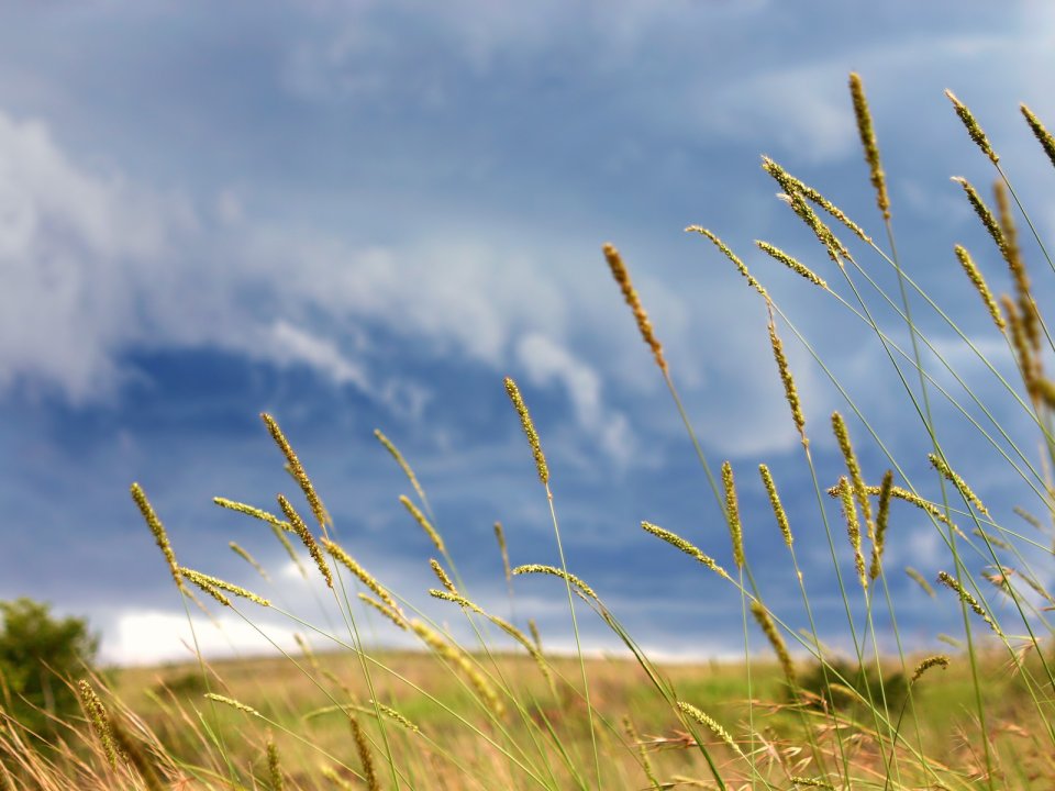 03_Vista_plant_wallpaper_vplants3_012