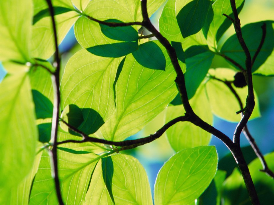 03_Vista_plant_wallpaper_vplants3_016