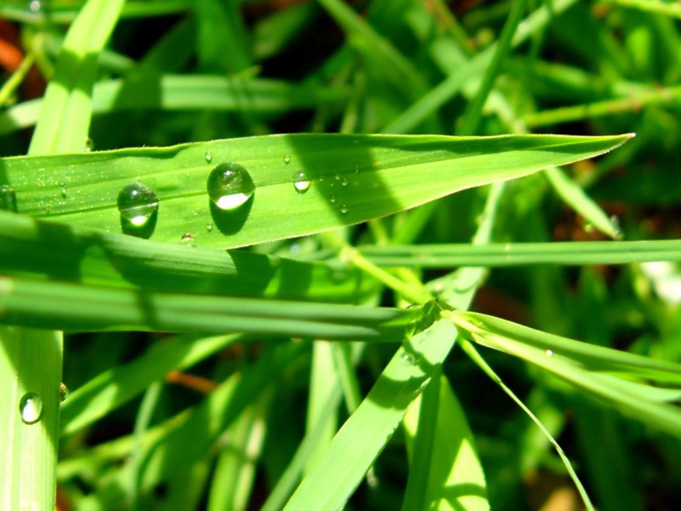 03_Vista_plant_wallpaper_vplants3_020