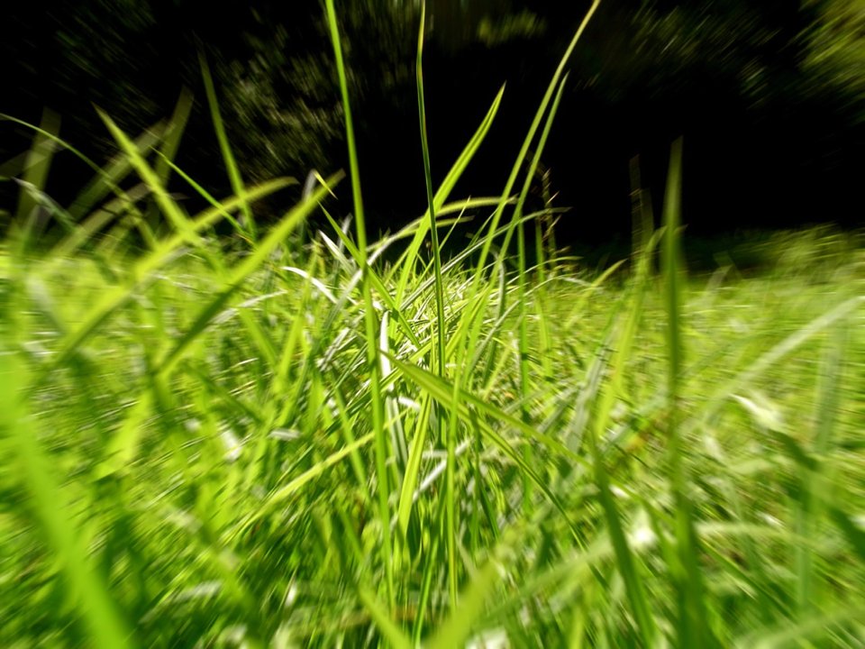 03_Vista_plant_wallpaper_vplants3_021