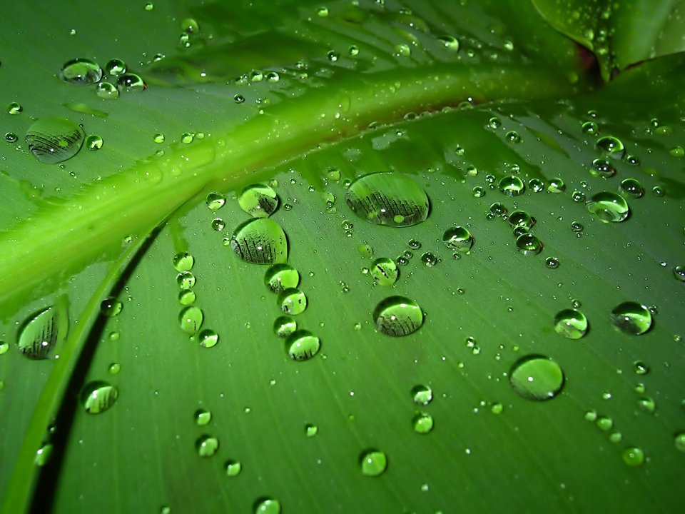 03_Vista_plant_wallpaper_vplants3_022