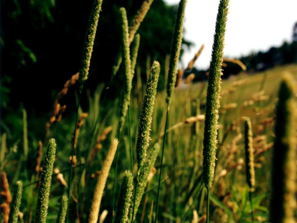 03_Vista_plant_wallpaper_vplants3_023