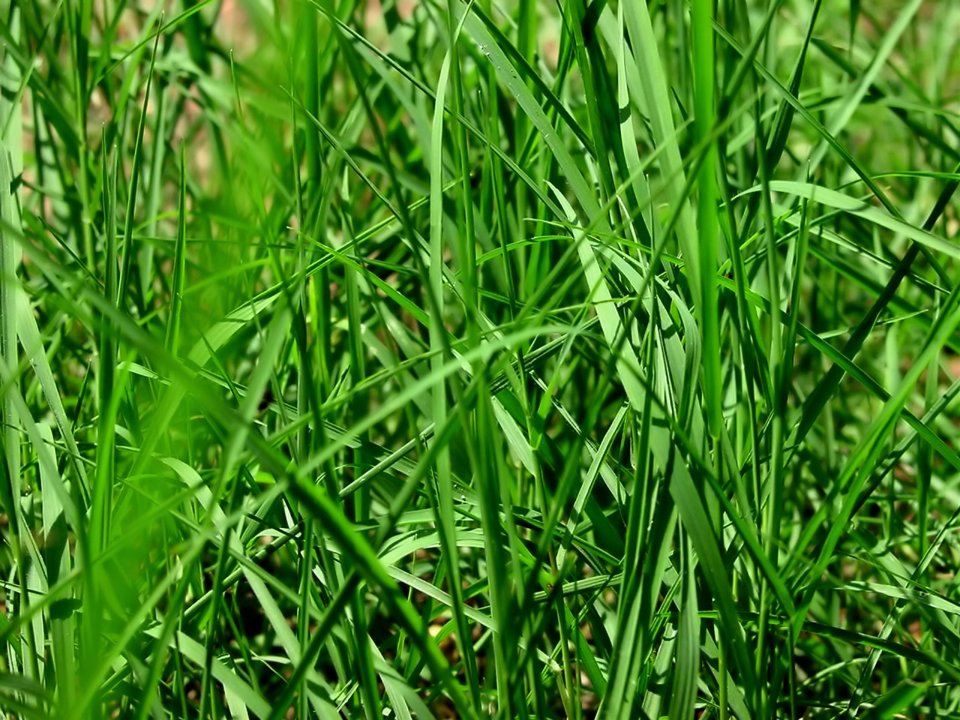 03_Vista_plant_wallpaper_vplants3_024