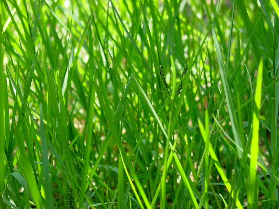 03_Vista_plant_wallpaper_vplants3_025