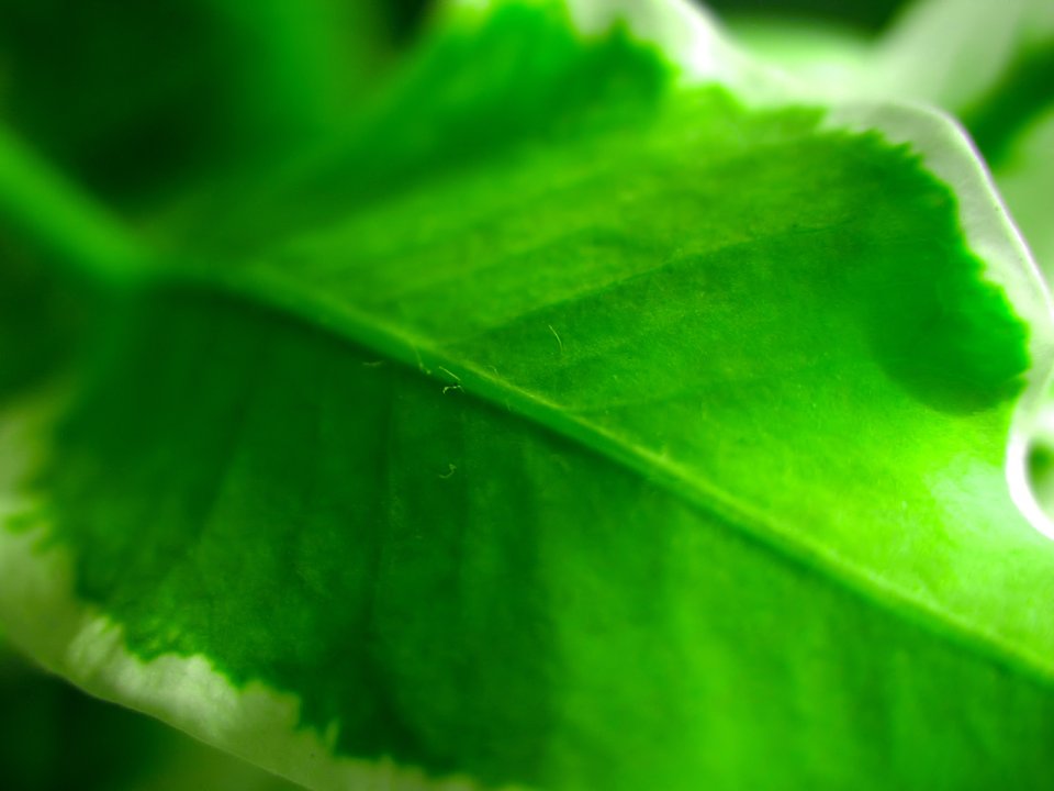 03_Vista_plant_wallpaper_vplants3_026