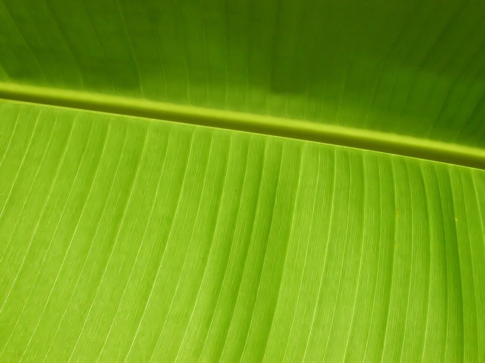 03_Vista_plant_wallpaper_vplants3_027