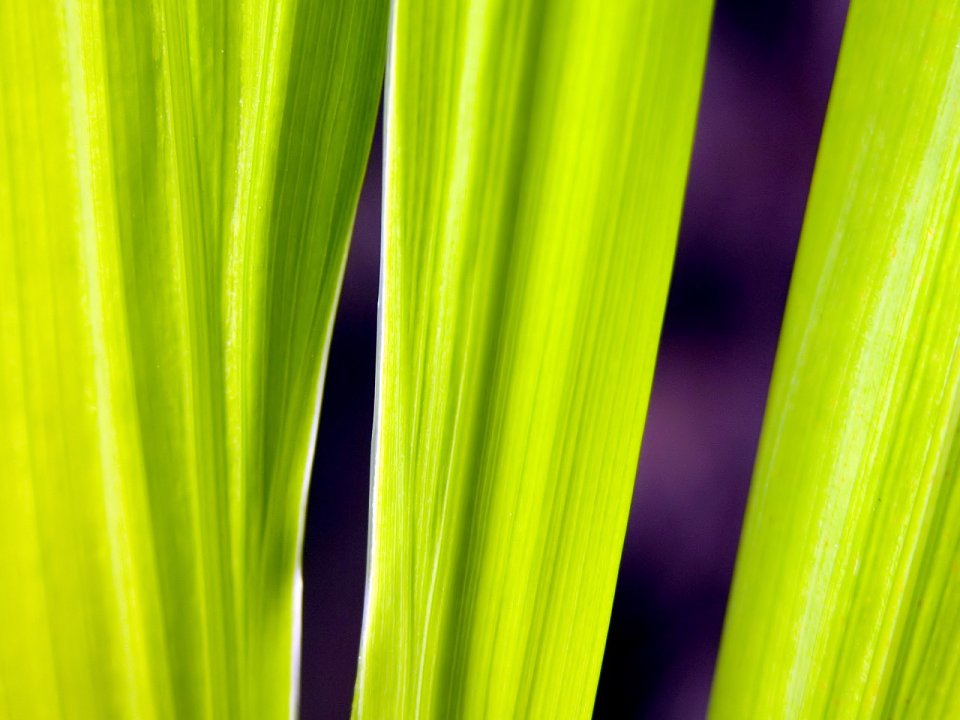 03_Vista_plant_wallpaper_vplants3_028