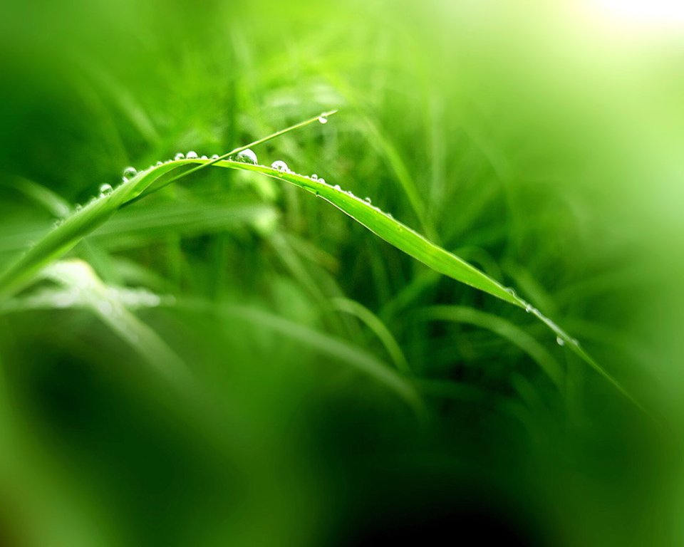 03_Vista_plant_wallpaper_vplants3_032