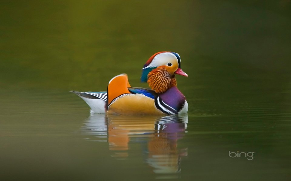 04 mandarin duck
