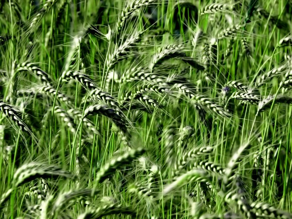 04_Vista_plant_wallpaper_vplants3_011